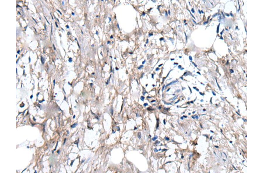 WRN Antibody from Signalway Antibody (43808) - Antibodies.com