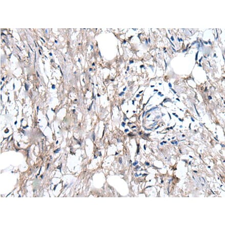 WRN Antibody from Signalway Antibody (43808) - Antibodies.com