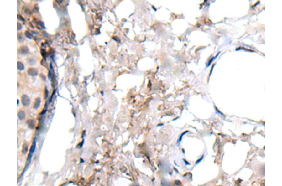 WRN Antibody from Signalway Antibody (43808) - Antibodies.com