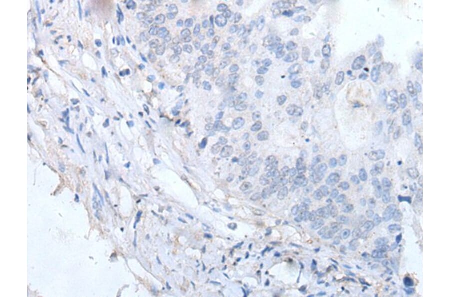 EPX Antibody from Signalway Antibody (43959) - Antibodies.com