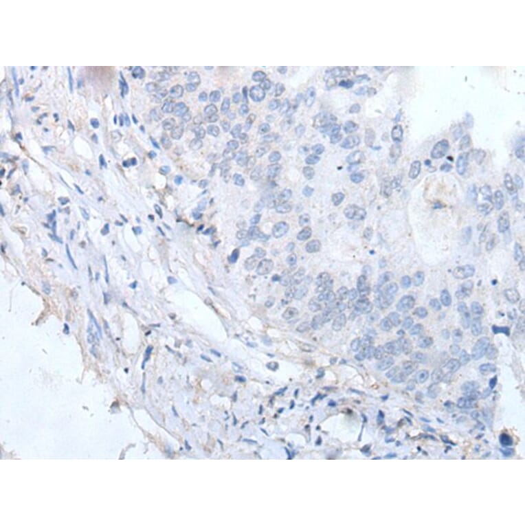 EPX Antibody from Signalway Antibody (43959) - Antibodies.com