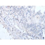 EPX Antibody from Signalway Antibody (43959) - Antibodies.com