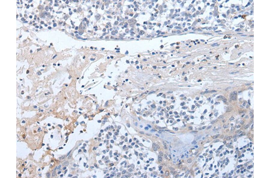 EPX Antibody from Signalway Antibody (43959) - Antibodies.com