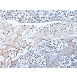 EPX Antibody from Signalway Antibody (43959) - Antibodies.com