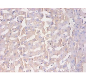 Immunohistochemistry - Protein AMBP Monoclonal Antibody from Signalway Antibody (42043) - Antibodies.com