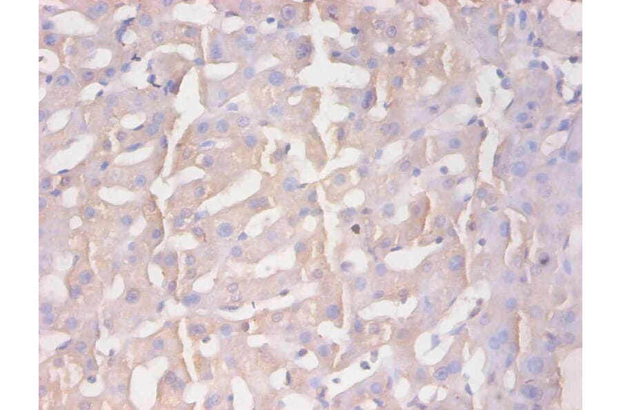 Immunohistochemistry - Protein AMBP Monoclonal Antibody from Signalway Antibody (42043) - Antibodies.com