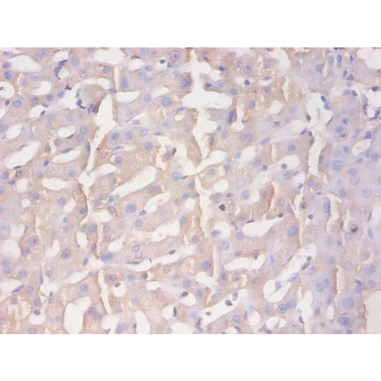 Immunohistochemistry - Protein AMBP Monoclonal Antibody from Signalway Antibody (42043) - Antibodies.com