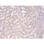 Immunohistochemistry - Protein AMBP Monoclonal Antibody from Signalway Antibody (42043) - Antibodies.com