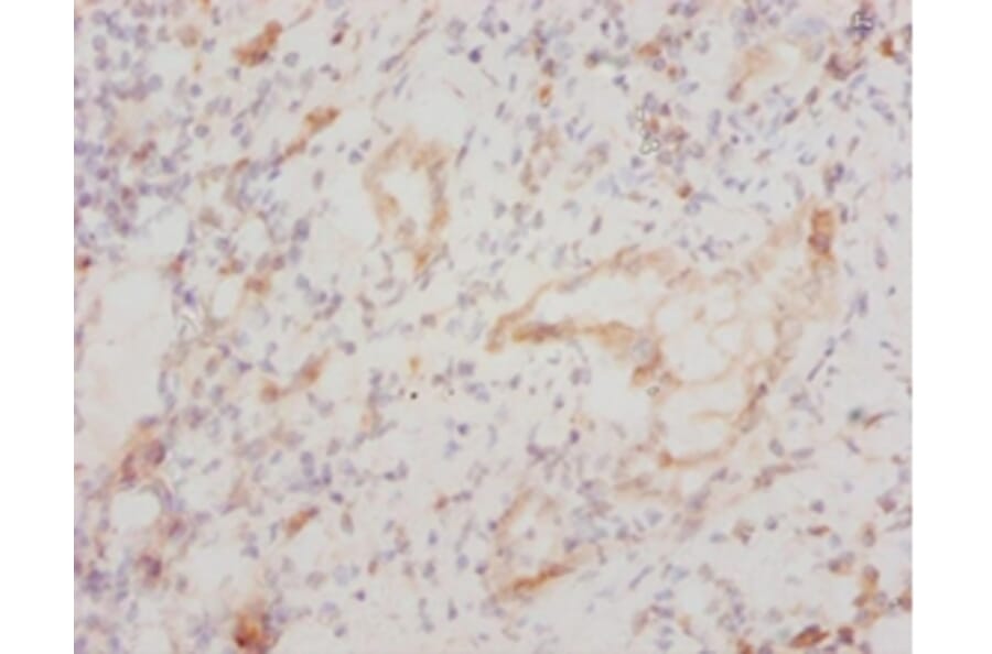 Immunohistochemistry - Cytochrome c Polyclonal Antibody from Signalway Antibody (42140) - Antibodies.com