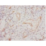 Immunohistochemistry - Cytochrome c Polyclonal Antibody from Signalway Antibody (42140) - Antibodies.com
