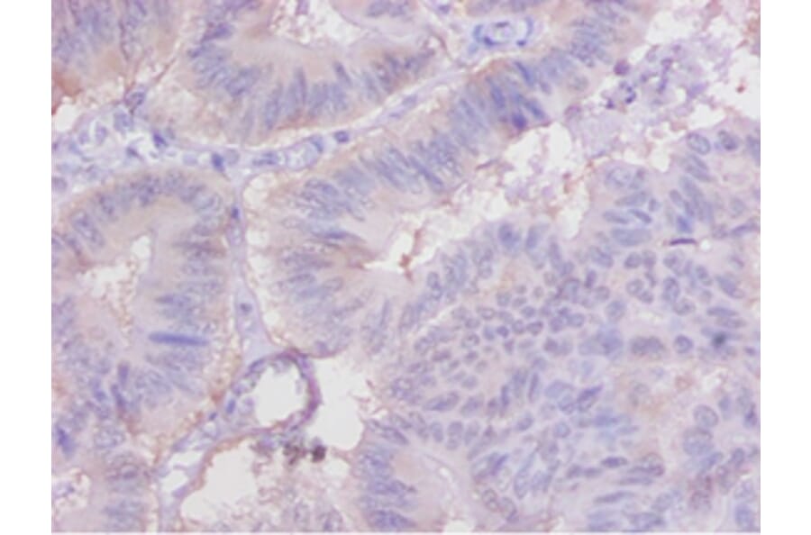 Immunohistochemistry - Cytochrome c Polyclonal Antibody from Signalway Antibody (42140) - Antibodies.com