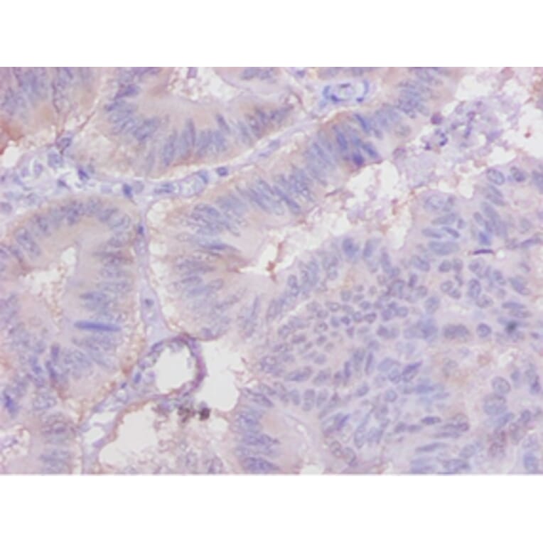Immunohistochemistry - Cytochrome c Polyclonal Antibody from Signalway Antibody (42140) - Antibodies.com