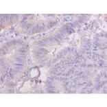 Immunohistochemistry - Cytochrome c Polyclonal Antibody from Signalway Antibody (42140) - Antibodies.com