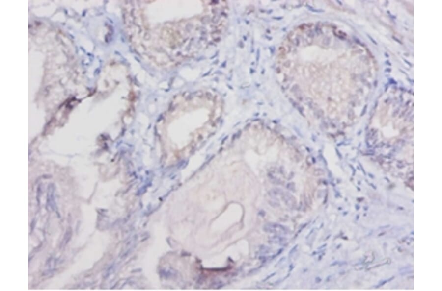 Immunohistochemistry - Cytochrome c Polyclonal Antibody from Signalway Antibody (42140) - Antibodies.com