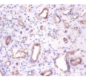 Immunohistochemistry - Beta-enolase Polyclonal Antibody from Signalway Antibody (42565) - Antibodies.com