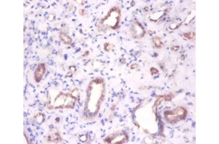 Immunohistochemistry - Beta-enolase Polyclonal Antibody from Signalway Antibody (42565) - Antibodies.com