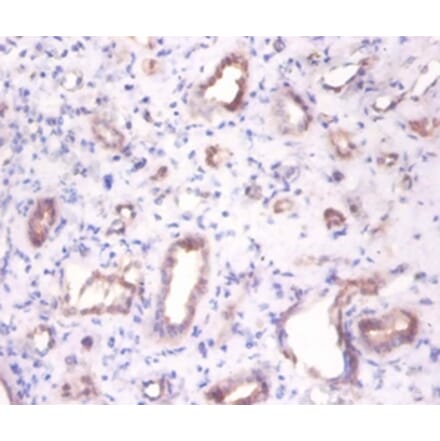 Immunohistochemistry - Beta-enolase Polyclonal Antibody from Signalway Antibody (42565) - Antibodies.com