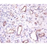 Immunohistochemistry - Beta-enolase Polyclonal Antibody from Signalway Antibody (42565) - Antibodies.com