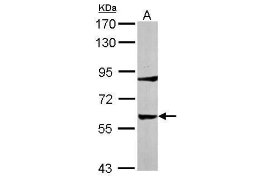 Tyrosine Hydroxylase Antibody from Signalway Antibody (35392) - Antibodies.com