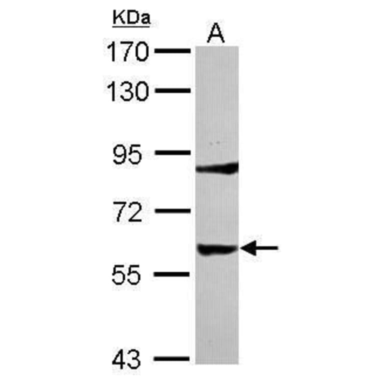 Tyrosine Hydroxylase Antibody from Signalway Antibody (35392) - Antibodies.com
