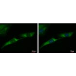 Tyrosine Hydroxylase Antibody from Signalway Antibody (35392) - Antibodies.com