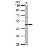 PRMT2 Antibody from Signalway Antibody (35409) - Antibodies.com