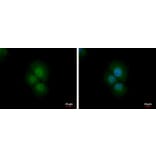 PRMT2 Antibody from Signalway Antibody (35409) - Antibodies.com