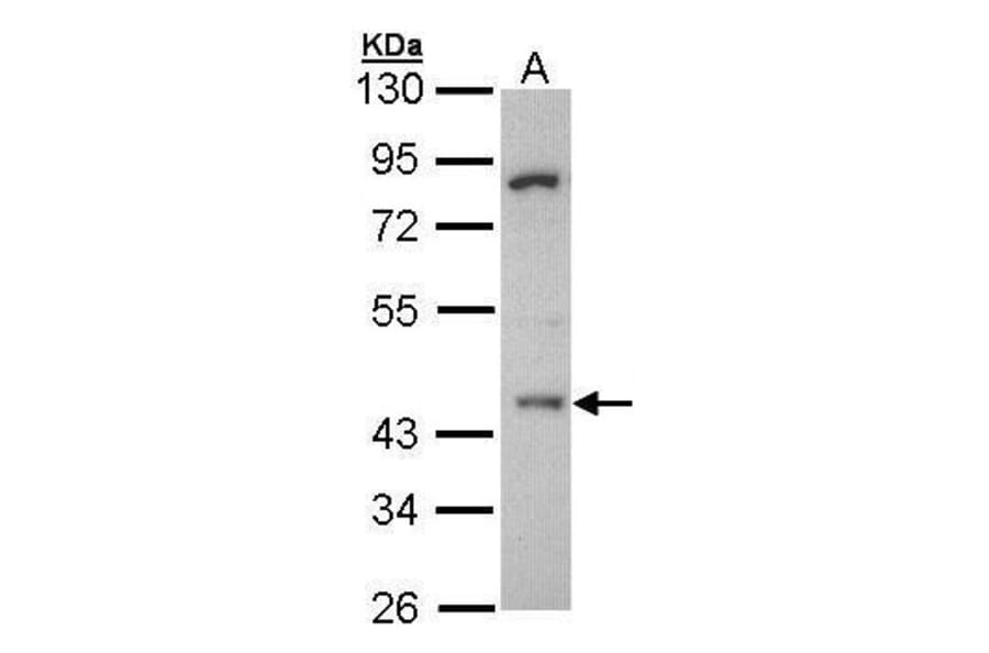 HDAC3 Antibody from Signalway Antibody (35412) - Antibodies.com