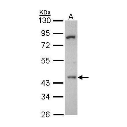HDAC3 Antibody from Signalway Antibody (35412) - Antibodies.com