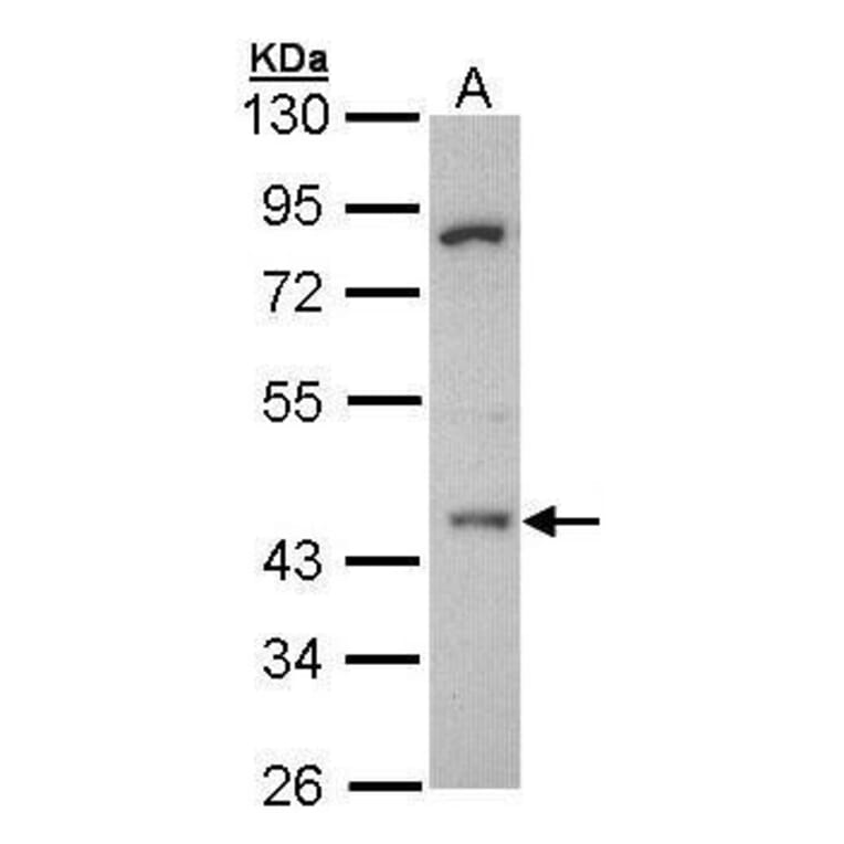 HDAC3 Antibody from Signalway Antibody (35412) - Antibodies.com