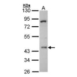 HDAC3 Antibody from Signalway Antibody (35412) - Antibodies.com