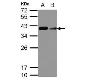 CD20 Antibody from Signalway Antibody (35339) - Antibodies.com