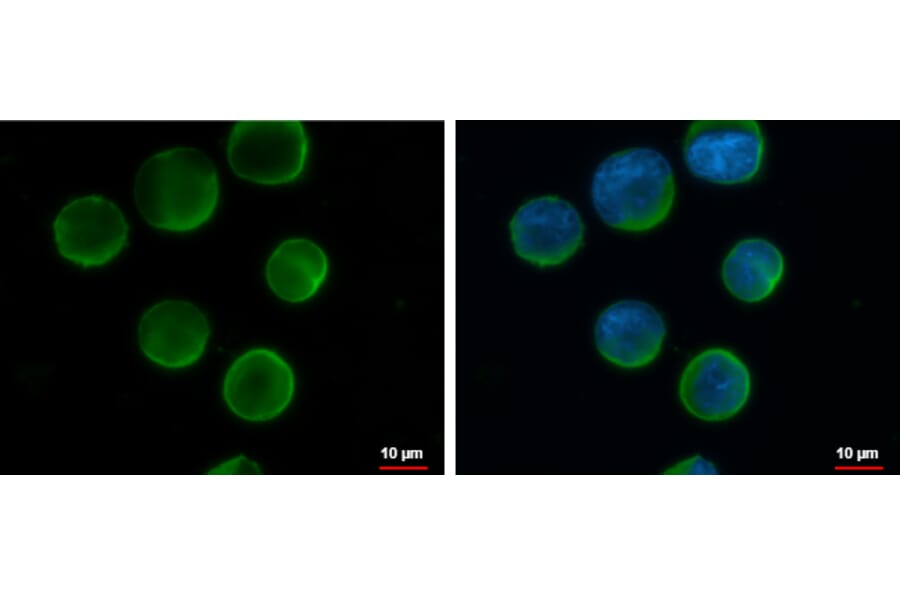 CD20 Antibody from Signalway Antibody (35339) - Antibodies.com