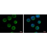 CD20 Antibody from Signalway Antibody (35339) - Antibodies.com