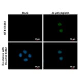 p21 Antibody from Signalway Antibody (35343) - Antibodies.com