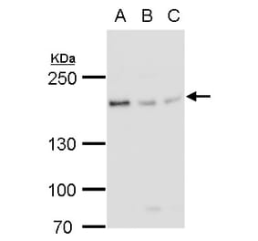 BLM Antibody from Signalway Antibody (35370) - Antibodies.com