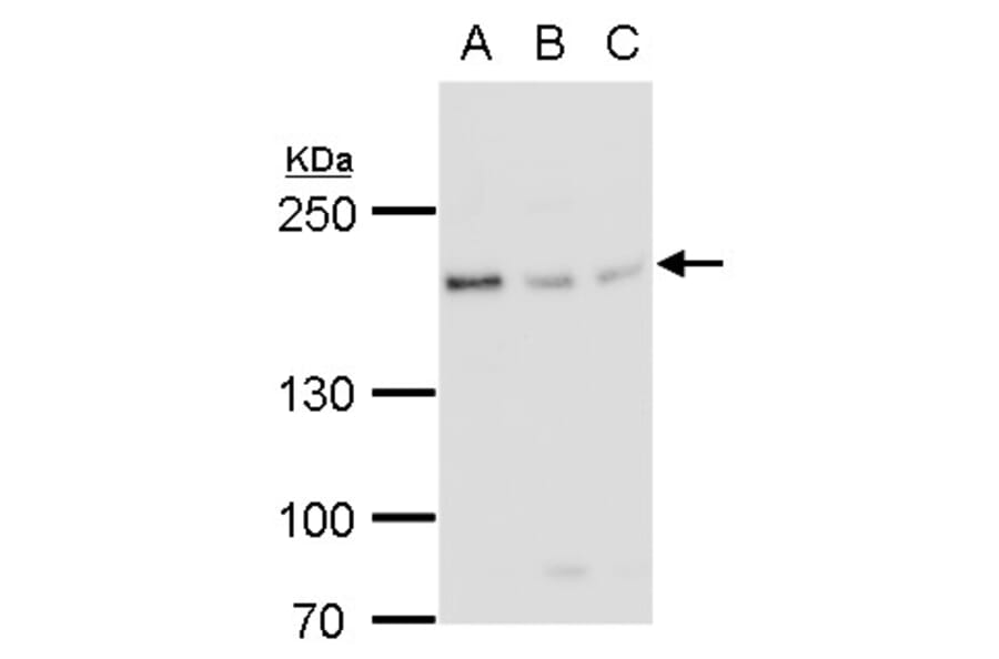 BLM Antibody from Signalway Antibody (35370) - Antibodies.com