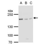 BLM Antibody from Signalway Antibody (35370) - Antibodies.com
