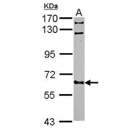 FGR Antibody from Signalway Antibody (35401) - Antibodies.com