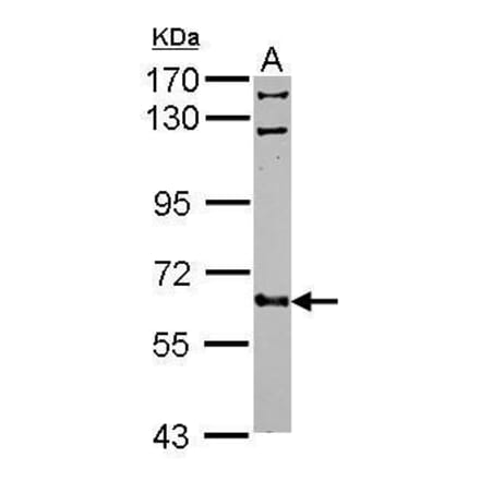FGR Antibody from Signalway Antibody (35401) - Antibodies.com
