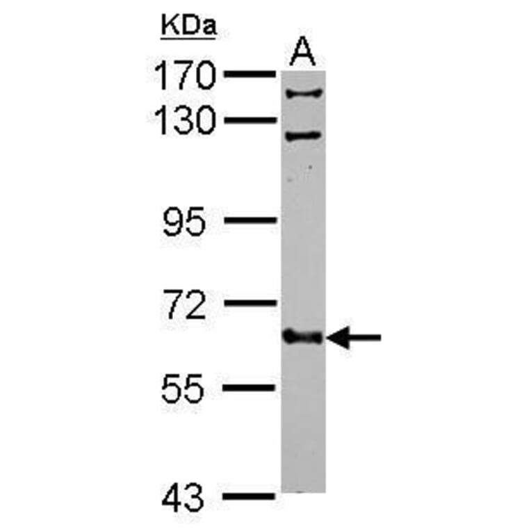 FGR Antibody from Signalway Antibody (35401) - Antibodies.com