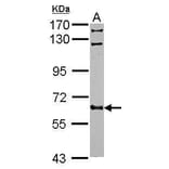 FGR Antibody from Signalway Antibody (35401) - Antibodies.com