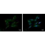 FGR Antibody from Signalway Antibody (35401) - Antibodies.com