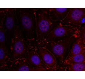 Immunofluorescence - Her3/ErbB3 (Ab-1289) Antibody from Signalway Antibody (21509) - Antibodies.com