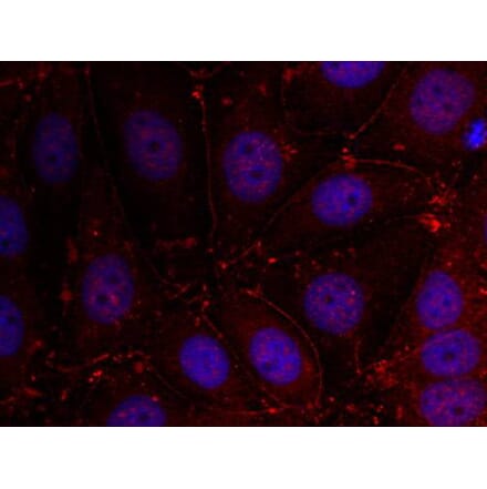 Immunofluorescence - Her3/ErbB3 (Ab-1289) Antibody from Signalway Antibody (21509) - Antibodies.com