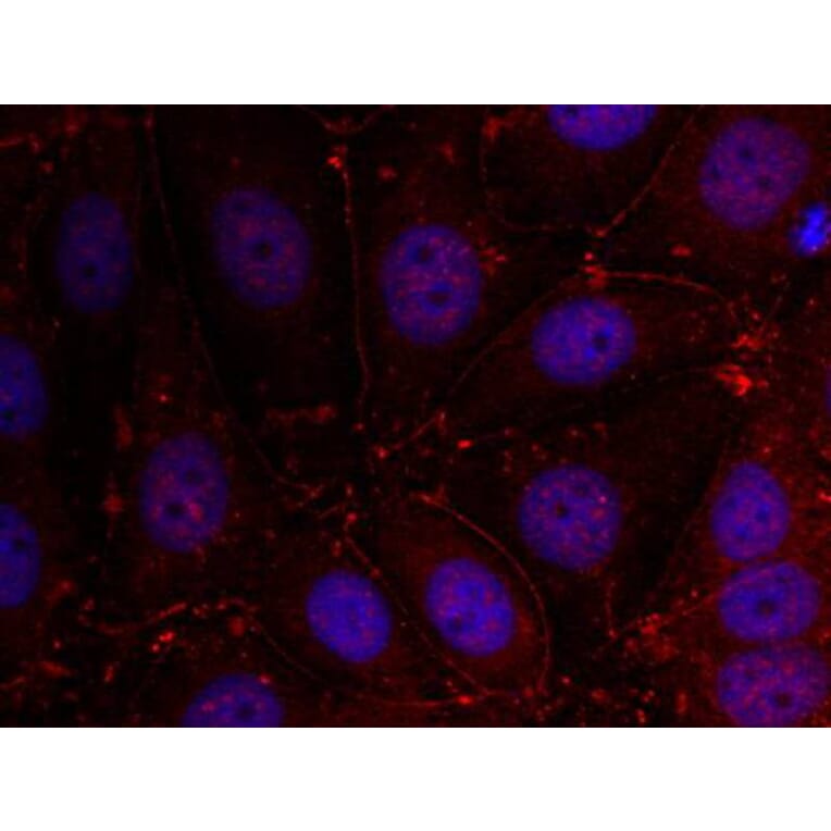 Immunofluorescence - Her3/ErbB3 (Ab-1289) Antibody from Signalway Antibody (21509) - Antibodies.com