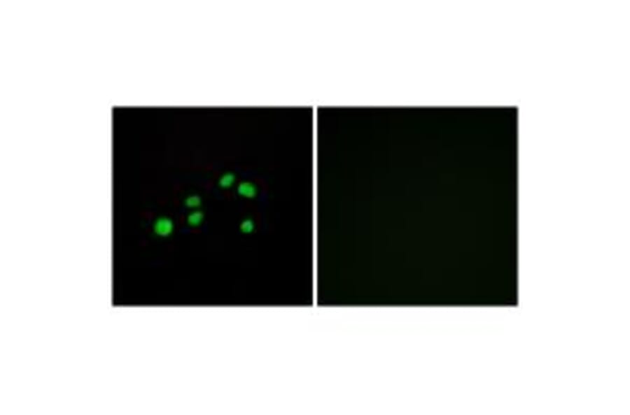 Immunofluorescence - Collagen XXIII α1 Antibody from Signalway Antibody (34219) - Antibodies.com
