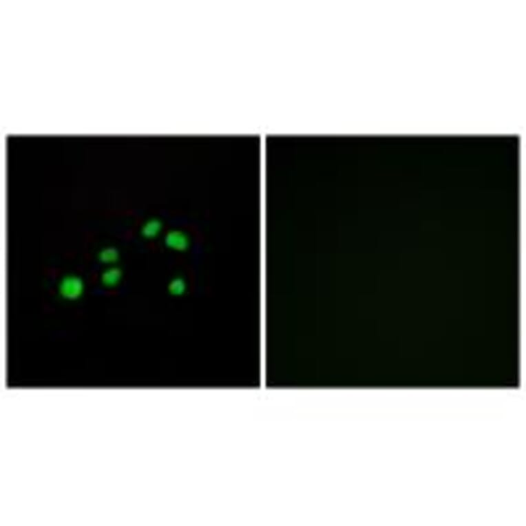 Immunofluorescence - Collagen XXIII α1 Antibody from Signalway Antibody (34219) - Antibodies.com