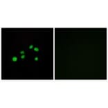 Immunofluorescence - Collagen XXIII α1 Antibody from Signalway Antibody (34219) - Antibodies.com