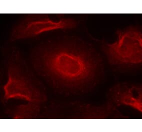 Immunofluorescence - NMDAR2B (Ab-1474) Antibody from Signalway Antibody (21158) - Antibodies.com